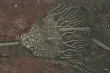 Silurian Fossil Crinoid (Scyphocrinites) Plate - Morocco #230253-1